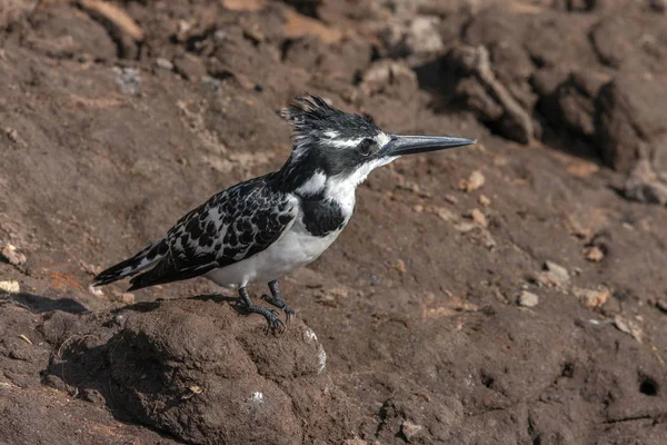 Pied Kingfisher - Ceryle rudis - Μποτσουάνα — Φωτογραφία Αρχείου