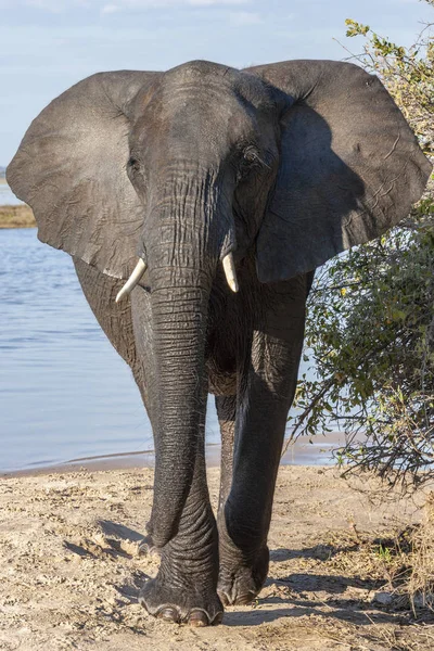 African Elephant - Loxodonta africana - Botswana — Stock Photo, Image