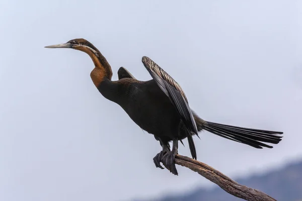 Darter africano - Anhinga rufa - Botsuana — Fotografia de Stock