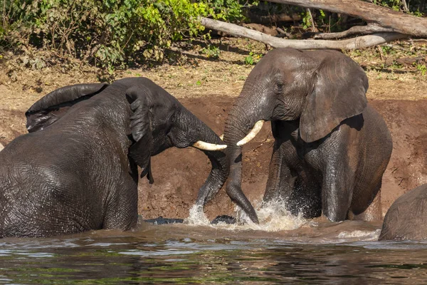 Afrikanische Elefanten - Chobe River - Botswana — Stockfoto