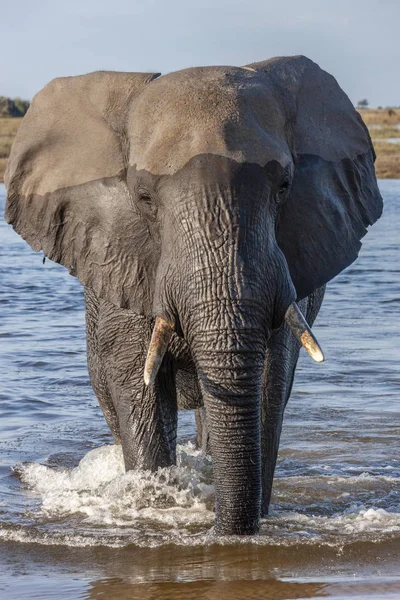 Afrikanischer Elefant - Chobe Nationalpark - Botswana — Stockfoto