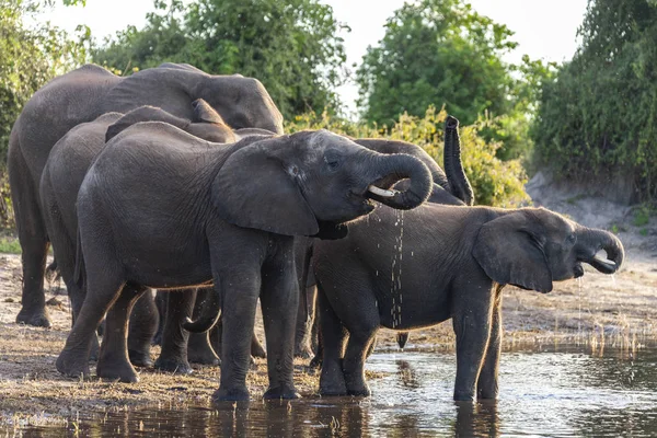 African Elephants drinking at waterhole - Chobe National Park - — Stock Photo, Image