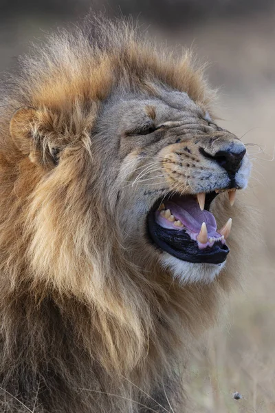 Leone maschio (Panthera leo) - Botswana — Foto Stock