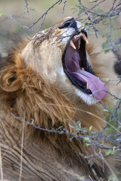 Leão macho - Botsuana - África — Fotografia de Stock