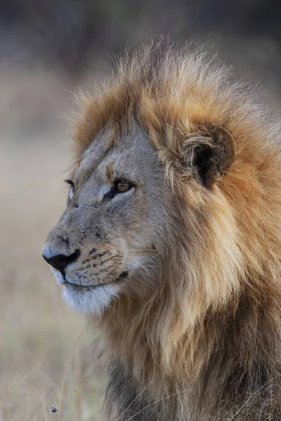 Чоловічий лев - Ботсвана - Африка — стокове фото
