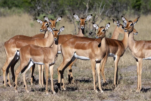 Impala i Savuti-regionen Botswana - Afrika — Stockfoto