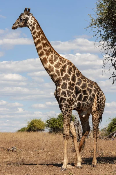 Jerapah - Botswana - Afrika — Stok Foto