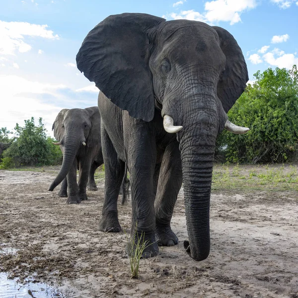 Αφρικανικοί ελέφαντες - Μποτσουάνα - Αφρική — Φωτογραφία Αρχείου