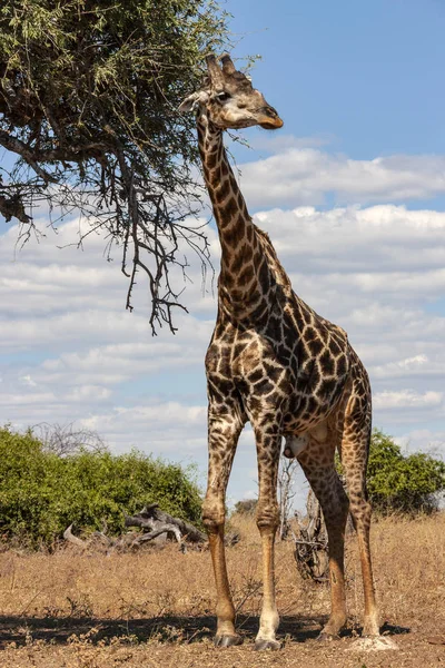Girafa - Girafa camelopardalis - Botsuana — Fotografia de Stock