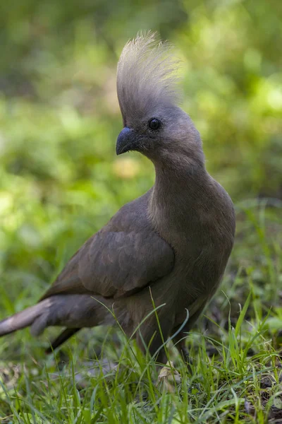 Grey Go Away Bird - Grigio Lourie - Botswana - Africa — Foto Stock