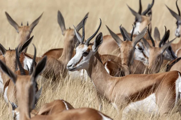 Springbok - Parque Nacional de Etosha - Namíbia — Fotografia de Stock