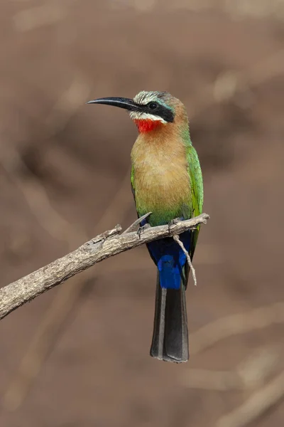 சிறிய தேனீ சாப்பிடுபவர் போட்ஸ்வானா, ஆப்பிரிக்கா — ஸ்டாக் புகைப்படம்