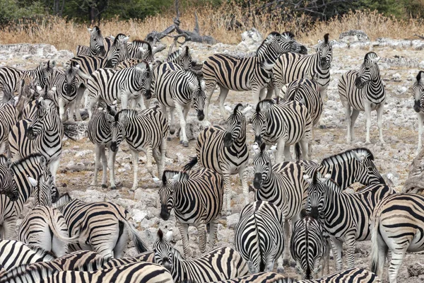 Stádo zeber - národní park Etosha - Namibie — Stock fotografie