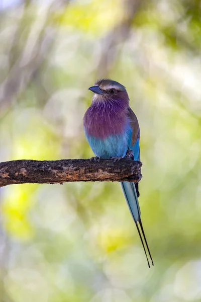 Lilacbreasted Roller - Okavango Delta - Botswana — Stock Photo, Image