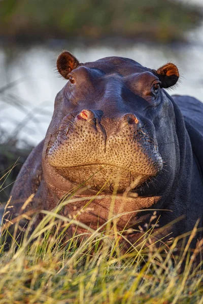 Hipopotama-Botswana-Afryka — Zdjęcie stockowe