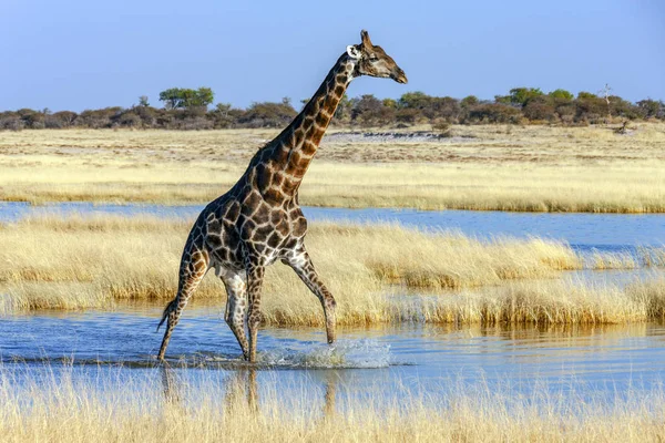 Jirafa - Parque Nacional Etosha - Namibia — Foto de Stock