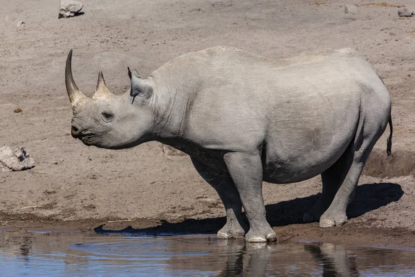 Černý nosorožec - Národní park Etosha v Namibii — Stock fotografie