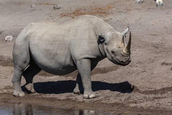 Чорні носороги - Національний парк Етоша - Намібії — стокове фото