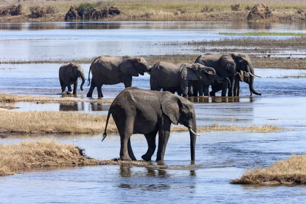 African Elephants - Chobe National Park - Botswana — Stock Photo, Image