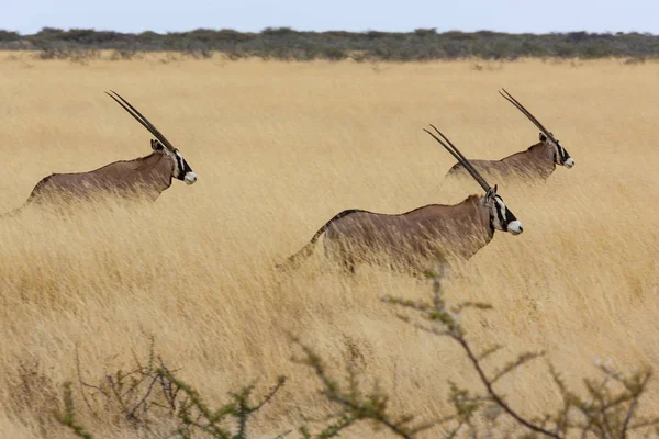 Gemsbok - Namibia - Africa — Stock Photo, Image
