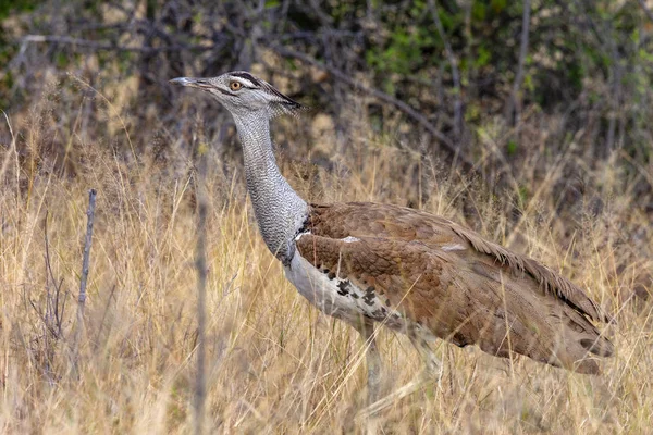 Kori Bustard - Etosha National Park - Namibia — Stock Image Kori Bustard - Etosha National Park - Namibia Stock Picture