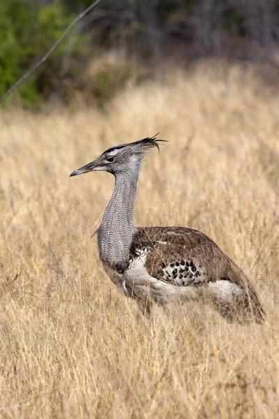 Kori Bustard - Etosha National Park - Namibia — Stock Image Kori Bustard - Etosha National Park - Namibia Stock Photo