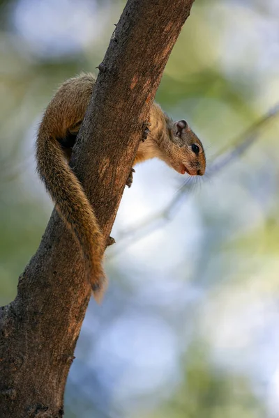 African Tree Squirrel - Okavango Delta - Botswana — Stock Photo, Image