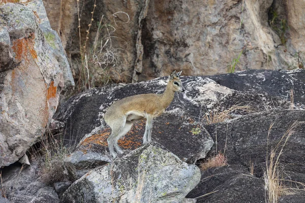 Klipspringer - Botswana - Afrika — Stok fotoğraf