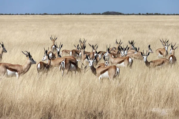 Springbok Antelope - Namibia - Africa — Stock Photo, Image