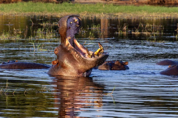 Hipopótamo - Botswana - África —  Fotos de Stock