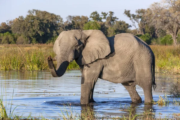 Afrika fili - Okavango Delta - Botsvana — Stok fotoğraf