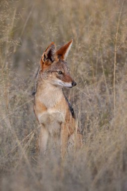 Siyah Destekli Çakal - Botswana - Afrika