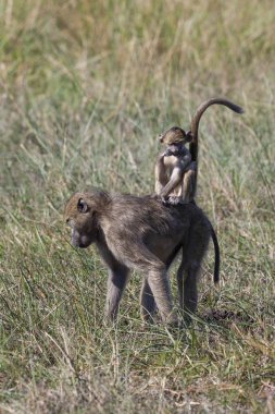 Chacma Babunu - Okavango Delta - Botswana