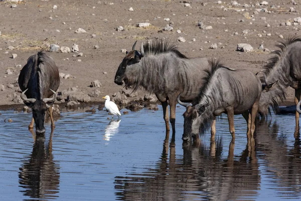 Gnus bebendo em um buraco de água - Namíbia — Fotografia de Stock