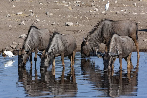 Blue Wildebeest Namíbia África — Fotografia de Stock
