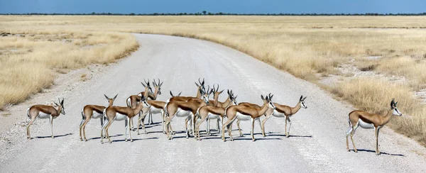 Springbok antelopes - Namibia - Africa — Stock Photo, Image