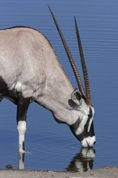 Gemsbok Antelope - Namibia - Africa — Stock Photo, Image