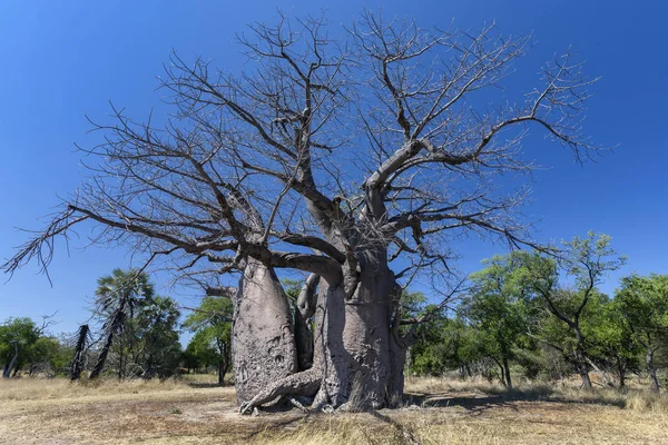 Baobab Ağacı - Okavango Delta - Botswana — Stok fotoğraf