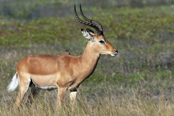 Red Lechwe Antelope - Okavango Delta -博茨瓦纳 — 图库照片