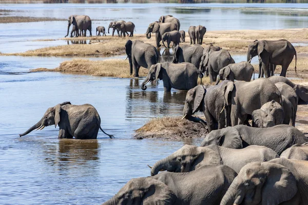 Afrika Filleri - Botsvana - Afrika — Stok fotoğraf