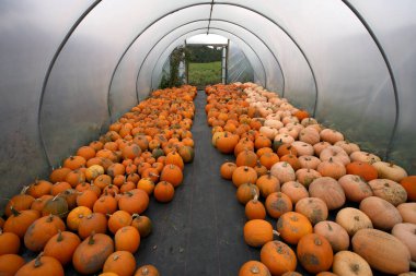 Polytunnel full of freshly picked pumpkins clipart