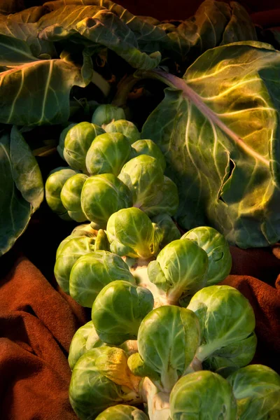 Couve Bruxelas Brassica Oleracea Eles Contêm Boas Quantidades Vitaminas Ácido — Fotografia de Stock