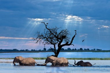A group of African Elephants (Loxodonta africana) crossing the Chobe River in Chobe National Park in Northern Botswana. clipart