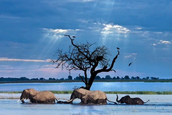Group African Elephants Loxodonta Africana Crossing Chobe River Chobe National — Stock Photo, Image