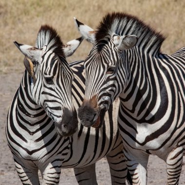 Kuzey Botswana, Afrika 'nın Savuti bölgesinde İki Ova Zebra (Equus quagga)