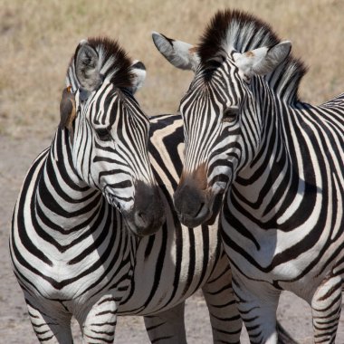 Kuzey Botswana, Afrika 'nın Savuti bölgesinde İki Ova Zebra (Equus quagga)
