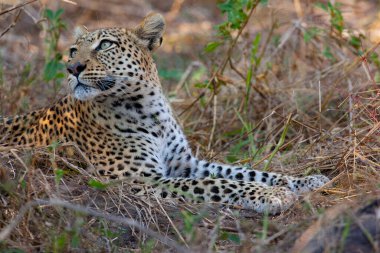 Kuzey Botswana, Afrika 'nın Khwai Nehri bölgesinde Leopar (Panthera pardus).