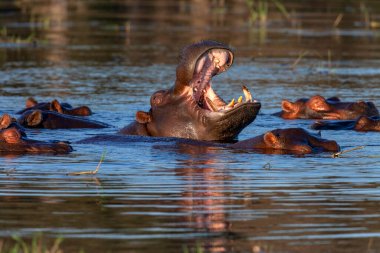 Kuzey Botswana, Afrika 'daki Chobe Ulusal Parkı' ndaki Chobe Nehri 'nde Hippopotamus (Hippopotamus amfibi) sürüsü..