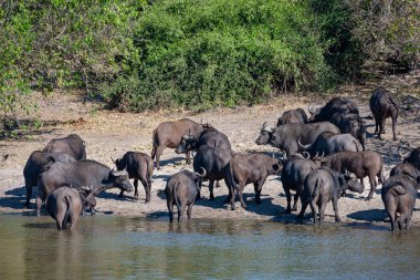 Kuzey Botswana, Afrika 'daki Chobe Ulusal Parkı' ndaki Chobe Nehri 'nin kıyısında Buffalo Sürüsü (Syncerus caffer)..