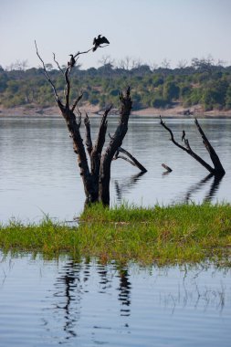 Chobe Nehri 'nin kıyısındaki ölü ağaç Kuzey Botswana, Afrika' daki Chobe Ulusal Parkı 'nda..